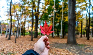 秋天文案短句干净治愈（抖音秋天文案短句干净治愈）