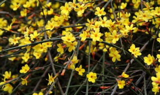 迎春花是什么季节开的 菊花荷花梅花迎春花是什么季节开的