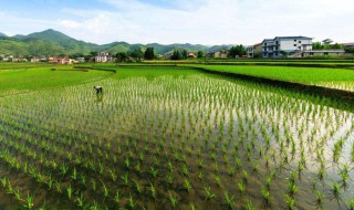 最早总结江南水稻种植的书 最早总结江南水稻栽培的书是什么