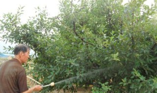 复硝酚钠在果树上冲施的用量 复硝酚钠对果树的作用