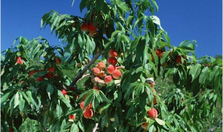 桃树可以嫁接哪些果树图片 桃树可以嫁接哪些果树
