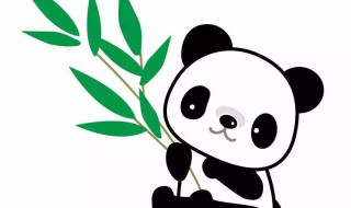 熊猫最爱吃什么竹子 熊猫最喜欢吃什么竹子?