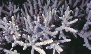珊瑚虫是什么动物门 珊瑚虫是什么动物