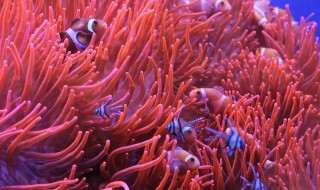 珊瑚礁是珊瑚虫死后形成的吗 珊瑚是死掉的珊瑚虫吗