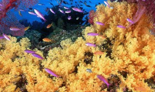 珊瑚礁是怎么形成的 珊瑚礁是怎么形成的视频