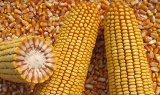 利禾1玉米品种怎么样 利禾1玉米品种生长多少天