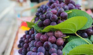 家里可以种葡萄吗风水 家里可以种葡萄吗