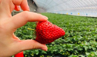 丹东草莓几月份成熟 丹东草莓几月份上市