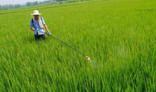 水稻一亩打多少L农药水 一亩水稻用多少化肥
