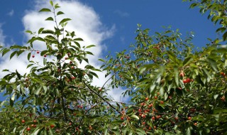 四季绿叶果树品种 四季果树有哪些品种