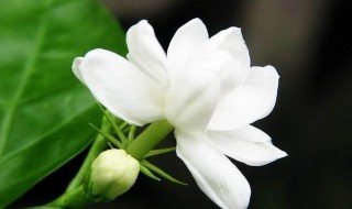 梦见白色栀子花是什么意思 梦到白色栀子花是什么意思