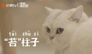 朋友请听好猫咪品种 猫咪好的品种