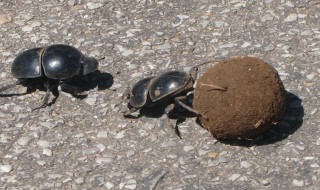 两种常见的粪金龟 粪金龟的习性