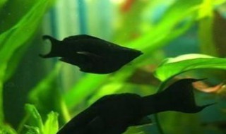 黑玛丽鱼繁殖的时候需要注意什么 黑玛丽鱼繁殖的时候需要注意什么吗