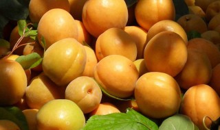 杏子的功效与作用与禁忌 杏子的功效与作用及禁忌