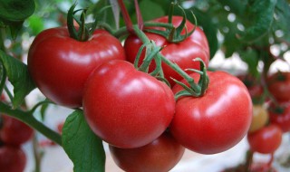 西红柿是水果吗 西红柿是水果吗用日语