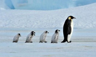 企鹅为什么要生活在南极地区 企鹅为什么要生活在南极