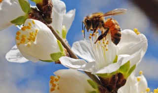 蜜蜂采蜜的过程讲解 蜜蜂采蜜的过程讲解图片