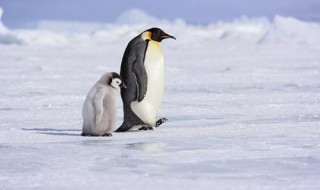 为什么帝企鹅要在寒冷的冬天繁殖 帝企鹅为什么在冬季繁殖