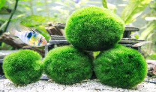 养水藻球可以盖盖子吗 养海藻球可以盖盖子吗