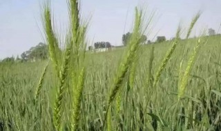 小麦拔节能打除草剂吗 小麦拔节期可以打除草剂吗
