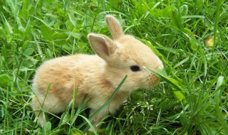 十八天的小兔子吃什么食物 十八天的小兔子吃什么