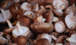 香菇和冰糖的作用 香菇和冰糖的作用与功效