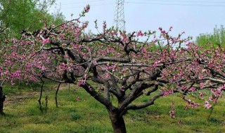 桃树怎么现在开花 桃树是如何开花