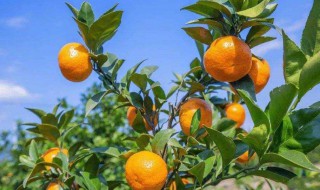 柑橘三月份如何管理育苗 柑橘三月份如何管理