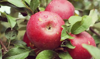 怎么挑选优良的苹果 怎么挑选优良的苹果品种