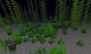 我的世界怎么种海草 我的世界如何做海草