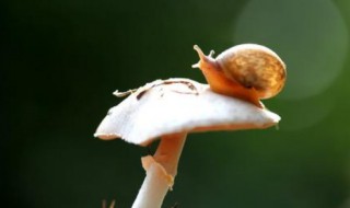 最强蜗牛吃蘑菇任务 最强蜗牛吃蘑菇攻略