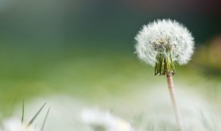 野生蒲公英根茶的做法 野生蒲公英根茶的做法大全