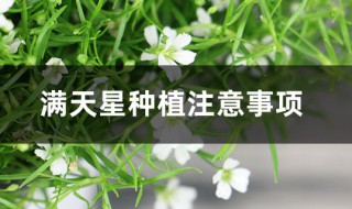 满天星种植注意事项 满天星的栽培方法和注意事项