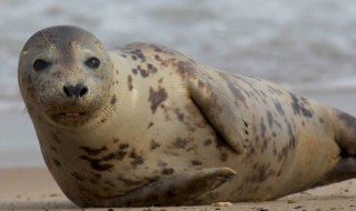 海狗鞭和海豹鞭的区别 海狗鞭和海豹鞭的区别