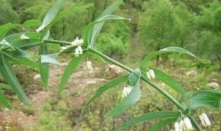 黄精怎么种植和管理（黄精怎么种植和管理视频）