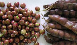 木豆的功效与作用中药查询 中药假木豆的功效与作用