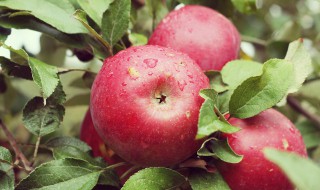 花牛苹果能存放多久 苹果能存放多久