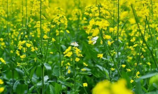 油菜花怎么种（油菜花怎么种植盆栽?）