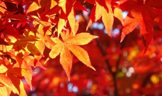 关于秋叶的诗句名言 关于秋叶的诗句
