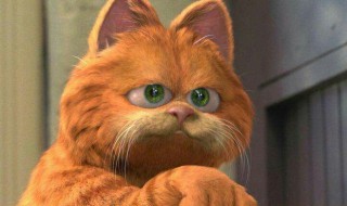 加菲猫中的主角是一只什么颜色的猫 加菲猫一般是什么颜色的