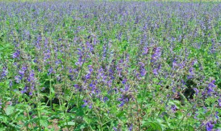 黄芩怎么种 黄芩怎么种植技术