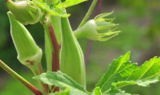 冰草如何种植 冰草如何种植视频