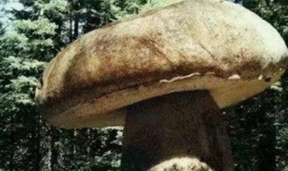 世界上最大的蘑菇长什么样子 世界上长得最大的蘑菇