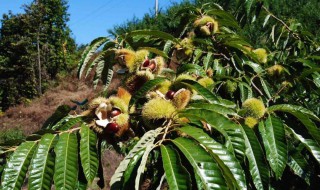 板栗树的养殖方法和注意事项 种板栗树注意事项