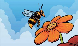 蜜蜂为什么采蜜 蜜蜂为什么采蜜是什么原因