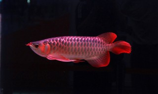 红龙鱼吃什么能让身上颜色变好 红龙鱼吃什么能让身上颜色变好呢