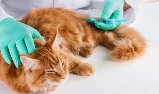 猫疫苗多久打一次 布偶猫疫苗多久打一次