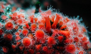 珊瑚和珊瑚虫都是生物吗 珊瑚和珊瑚虫都是生物吗请说明理由