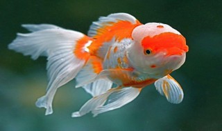 金鱼吃了东西后为什么要吐出来 金鱼为什么会把吃下去的东西吐出来